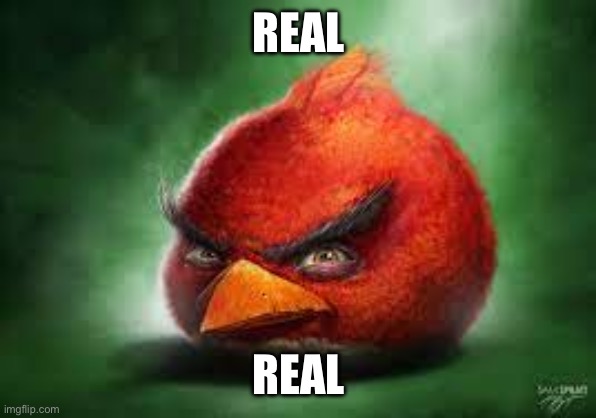 Realistic Red Angry Birds | REAL REAL | image tagged in realistic red angry birds | made w/ Imgflip meme maker