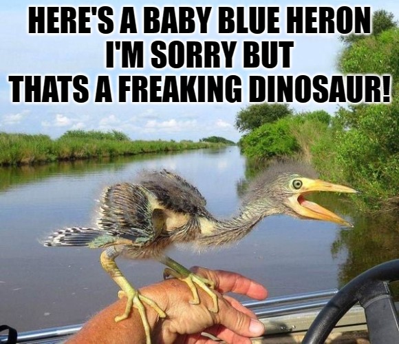 HERE'S A BABY BLUE HERON 
I'M SORRY BUT THATS A FREAKING DINOSAUR! | made w/ Imgflip meme maker