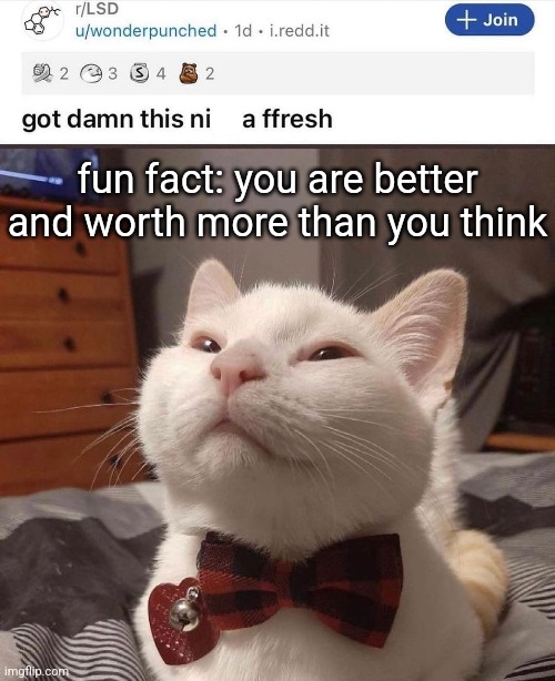 LSD cat | fun fact: you are better and worth more than you think | image tagged in lsd cat | made w/ Imgflip meme maker