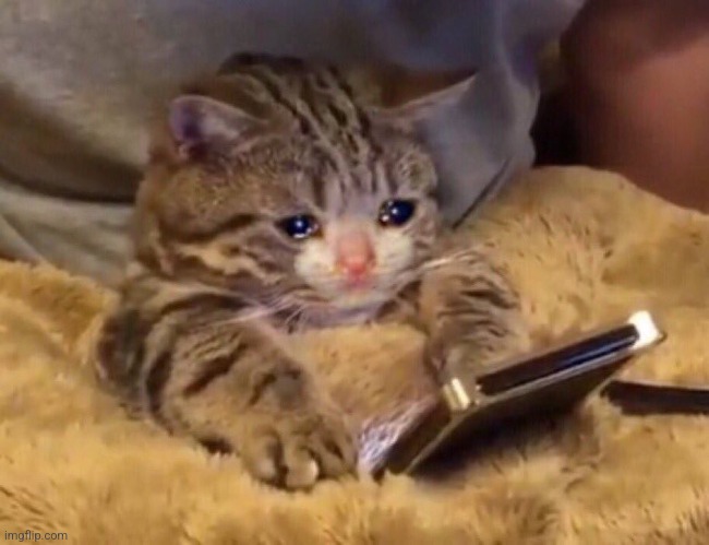 Me watching my meme be used twice and people reacting to the modded ones, but don't pay attention to mine: | image tagged in sad cat watching video | made w/ Imgflip meme maker