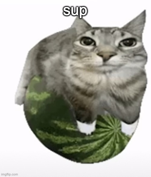 cat on a watermelon | sup | image tagged in happ,cat,watermelon | made w/ Imgflip meme maker