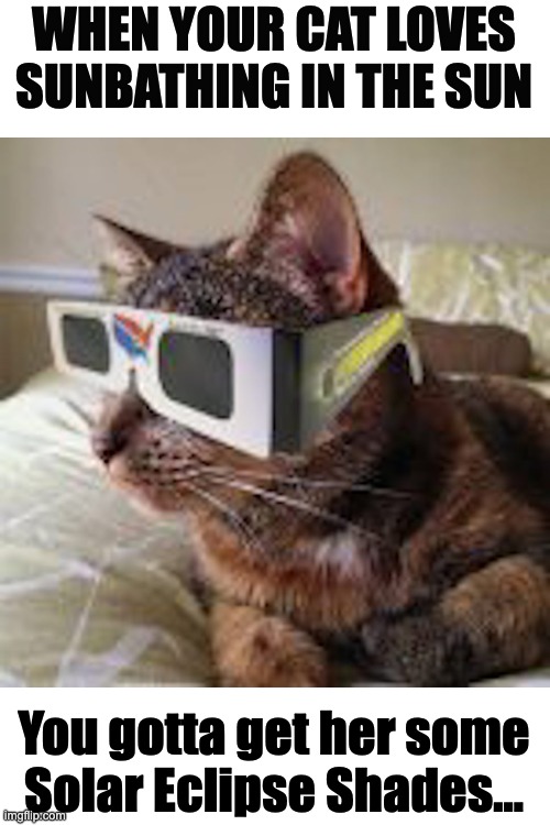 Cat Solar Eclipse | WHEN YOUR CAT LOVES SUNBATHING IN THE SUN; You gotta get her some Solar Eclipse Shades... | image tagged in kitty,solar eclipse,cool cat | made w/ Imgflip meme maker