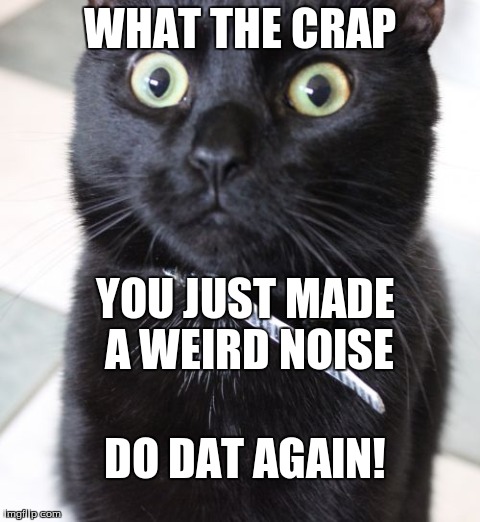 Woah Kitty | WHAT THE CRAP YOU JUST MADE A WEIRD NOISE DO DAT AGAIN! | image tagged in memes,woah kitty | made w/ Imgflip meme maker