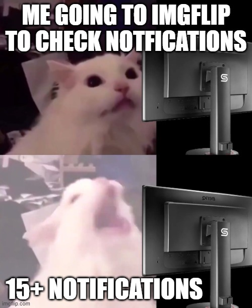 slander- | ME GOING TO IMGFLIP TO CHECK NOTFICATIONS; 15+ NOTIFICATIONS | image tagged in cat lightmode | made w/ Imgflip meme maker
