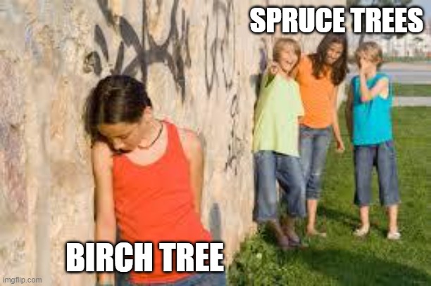 SPRUCE TREES BIRCH TREE | image tagged in bullying | made w/ Imgflip meme maker