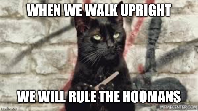 Black cat | WHEN WE WALK UPRIGHT WE WILL RULE THE HOOMANS | image tagged in black cat | made w/ Imgflip meme maker
