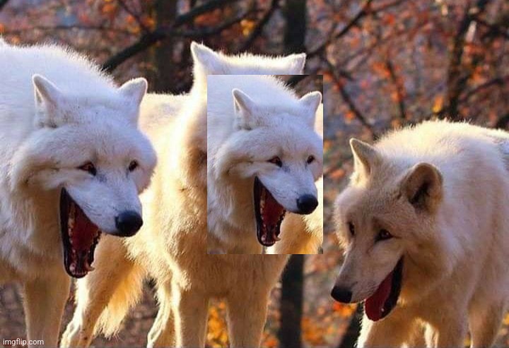 Laughing wolf | image tagged in laughing wolf | made w/ Imgflip meme maker