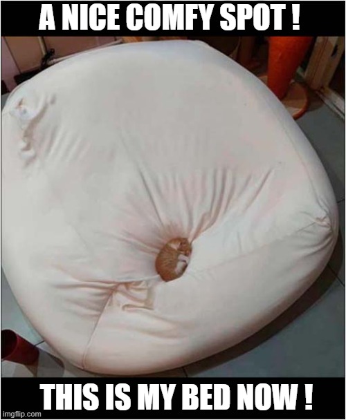 A Kitten Takes Possession ! | A NICE COMFY SPOT ! THIS IS MY BED NOW ! | image tagged in cats,kitten,bean bag,possession | made w/ Imgflip meme maker