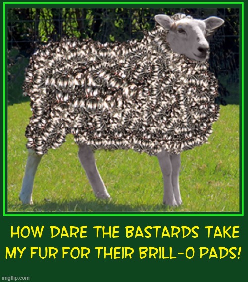 Finally, One Sheep with the Nads to Speaks Out! | image tagged in vince vance,sheep,wool,steel wool,memes,brillo | made w/ Imgflip meme maker