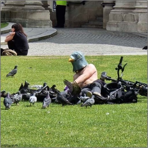 He Is Now Their God ! | image tagged in pigeons,god | made w/ Imgflip meme maker