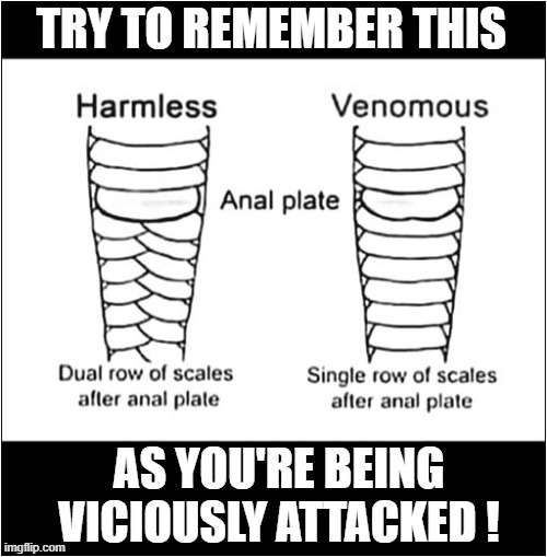 Handling Snakes ? | TRY TO REMEMBER THIS; AS YOU'RE BEING VICIOUSLY ATTACKED ! | image tagged in snakes,indentification,attack,dark humour | made w/ Imgflip meme maker