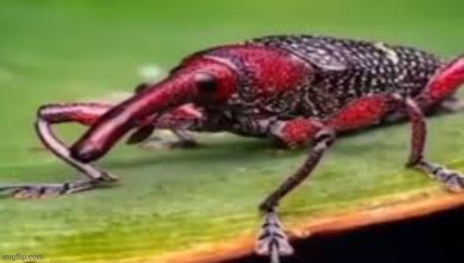 Squidward ahh nose | made w/ Imgflip meme maker