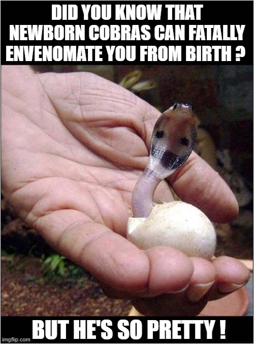 He Just Loved Snakes ! | DID YOU KNOW THAT NEWBORN COBRAS CAN FATALLY ENVENOMATE YOU FROM BIRTH ? BUT HE'S SO PRETTY ! | image tagged in snakes,venom,pretty,dark humour | made w/ Imgflip meme maker