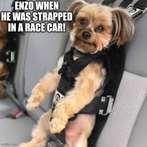 enzo | ENZO WHEN HE WAS STRAPPED IN A RACE CAR! | image tagged in funny | made w/ Imgflip meme maker