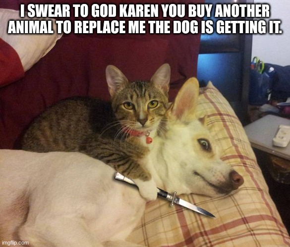 dog hostage | I SWEAR TO GOD KAREN YOU BUY ANOTHER ANIMAL TO REPLACE ME THE DOG IS GETTING IT. | image tagged in dog hostage | made w/ Imgflip meme maker