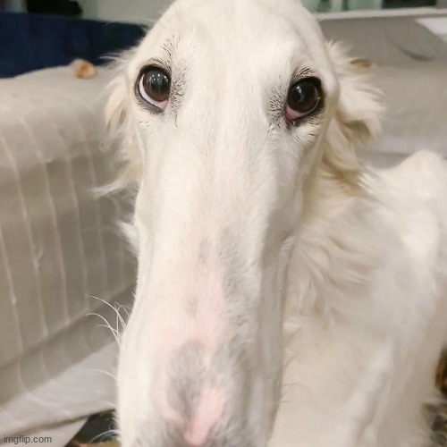 borzoi | image tagged in borzoi | made w/ Imgflip meme maker