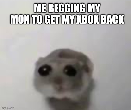 she said no | ME BEGGING MY MON TO GET MY XBOX BACK | image tagged in sad mouse tiktok | made w/ Imgflip meme maker