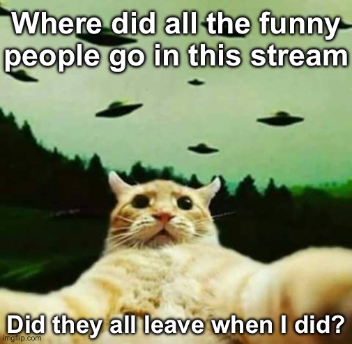 Guys it’s not that hard to be funny just try a little bit harder | Where did all the funny people go in this stream; Did they all leave when I did? | image tagged in the feline recording his final moments on his cellular device | made w/ Imgflip meme maker