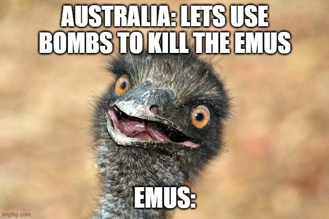 i had to do this for social sciences | AUSTRALIA: LETS USE BOMBS TO KILL THE EMUS; EMUS: | image tagged in surprised emu | made w/ Imgflip meme maker