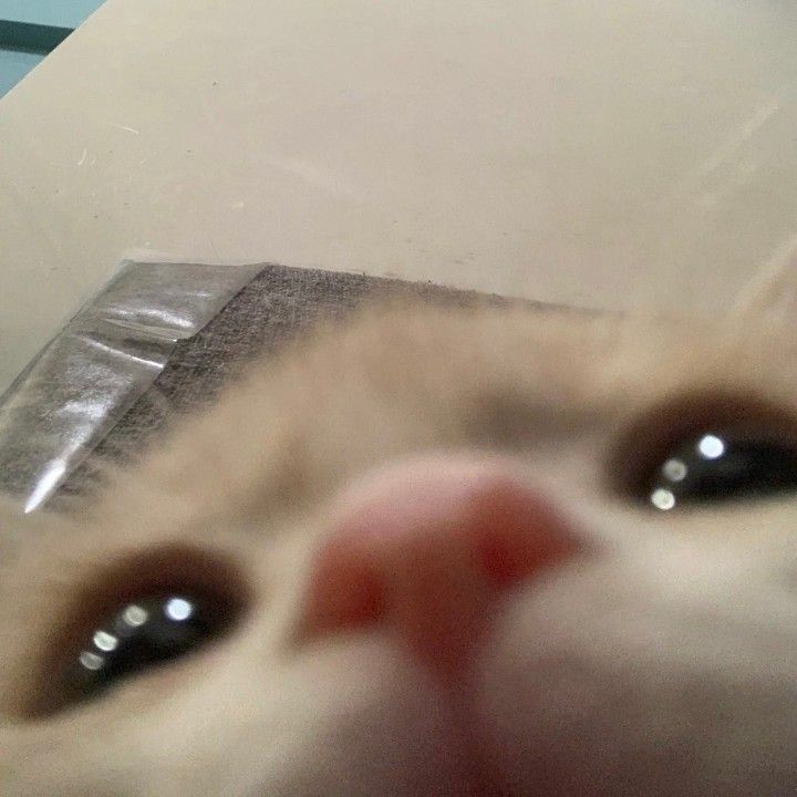 High Quality Kitty saw your post Blank Meme Template