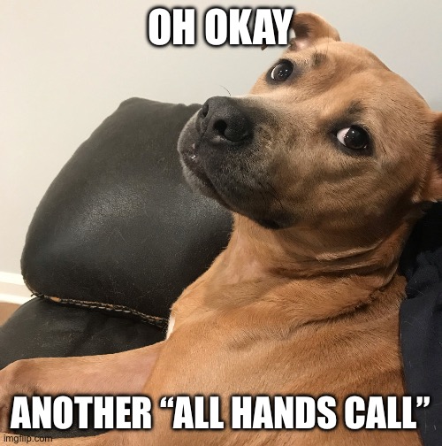 Expressive Dog | OH OKAY; ANOTHER “ALL HANDS CALL” | image tagged in expressive dog | made w/ Imgflip meme maker