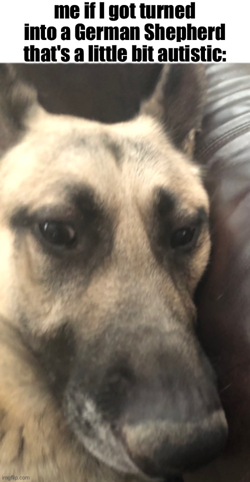 me if I got turned into a German Shepherd that's a little bit autistic: | made w/ Imgflip meme maker