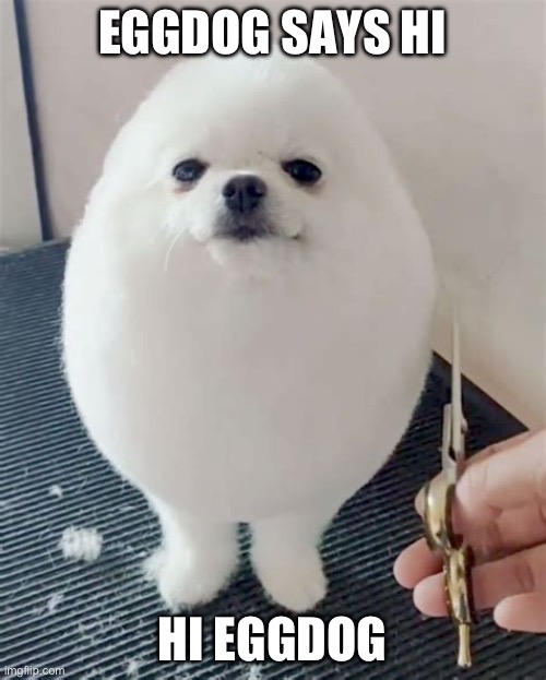 Egg dog | EGGDOG SAYS HI; HI EGGDOG | image tagged in egg dog | made w/ Imgflip meme maker