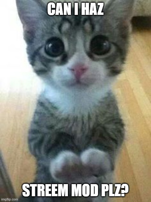 Kitten Big Eyes | CAN I HAZ STREEM MOD PLZ? | image tagged in kitten big eyes | made w/ Imgflip meme maker