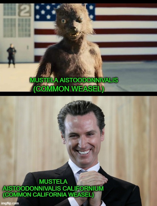 A weasel is a Wessel | MUSTELA AISTOODONNIVALIS; (COMMON WEASEL); MUSTELA AISTOODONNIVALIS CALIFORNIUM; (COMMON CALIFORNIA WEASEL) | image tagged in democrats | made w/ Imgflip meme maker