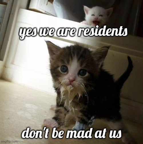 Residents | yes we are residents; don't be mad at us | image tagged in swiny kittens | made w/ Imgflip meme maker