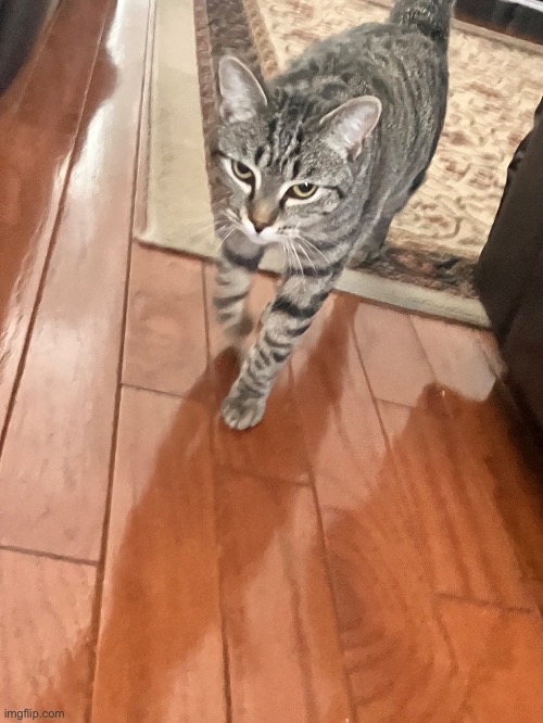my cat is extremely menacing | made w/ Imgflip meme maker