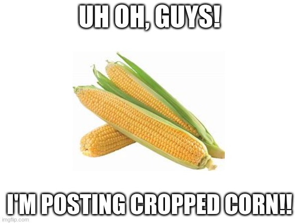 Oh no, I'm starting to crop corn!! | UH OH, GUYS! I'M POSTING CROPPED CORN!! | image tagged in corn,funny,true | made w/ Imgflip meme maker