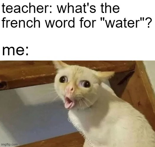 Cat tongue | teacher: what's the french word for "water"? me: | image tagged in cat tongue | made w/ Imgflip meme maker