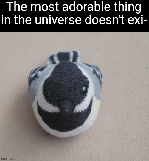 Chickadee | The most adorable thing in the universe doesn't exi- | image tagged in chickadee | made w/ Imgflip meme maker
