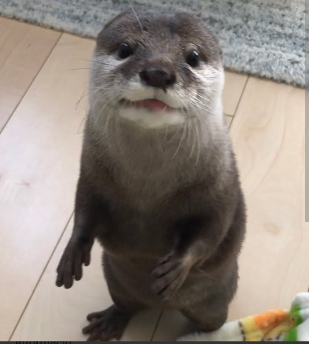 Cute Blank Meme Template