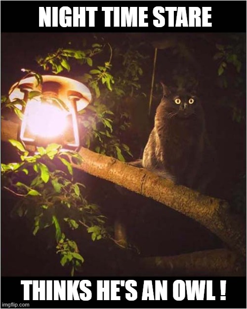 Cat Up Tree ! | NIGHT TIME STARE; THINKS HE'S AN OWL ! | image tagged in cats,night,owl | made w/ Imgflip meme maker