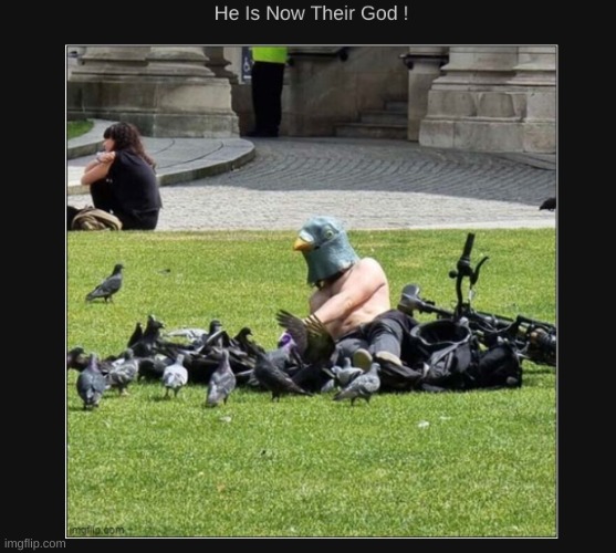 This isn't mine i got permission | image tagged in pigeons | made w/ Imgflip meme maker