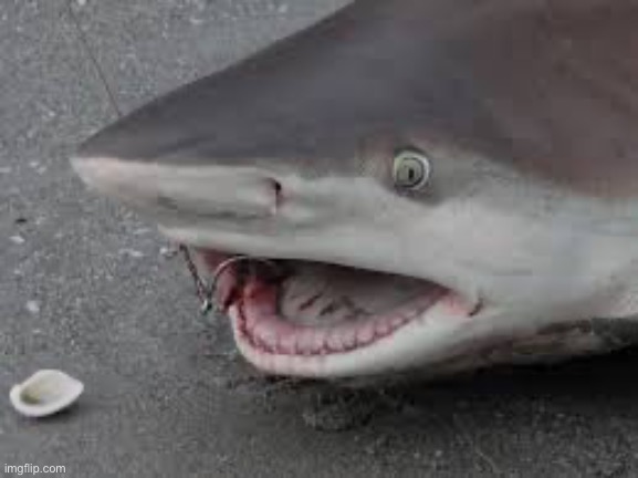 surprised shark | image tagged in surprised shark | made w/ Imgflip meme maker