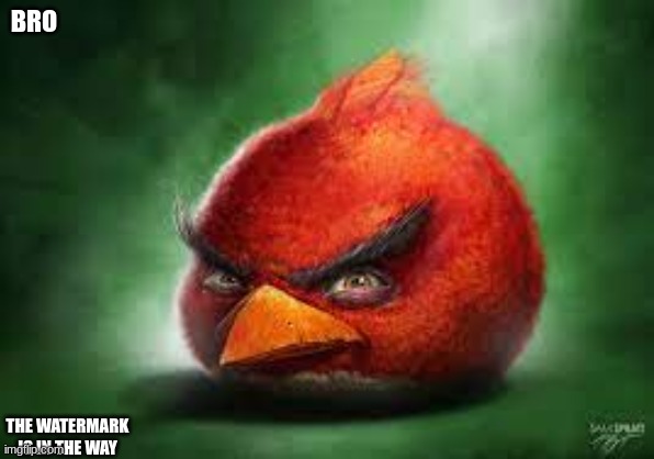 Realistic Red Angry Birds | BRO THE WATERMARK IS IN THE WAY | image tagged in realistic red angry birds | made w/ Imgflip meme maker