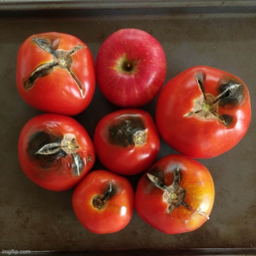 Seven tomatoes | image tagged in seven tomatoes | made w/ Imgflip meme maker