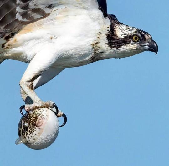 Osprey caught pufferfish Blank Meme Template