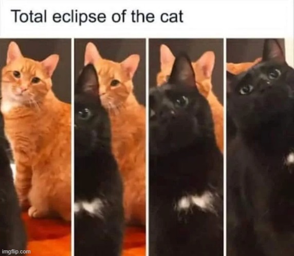 Do we call this a catelipcse | image tagged in cats,memes,funny,solar eclipse | made w/ Imgflip meme maker