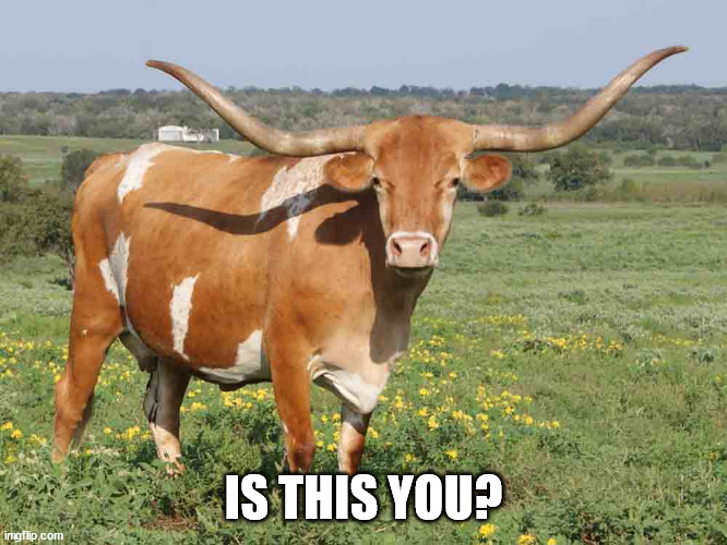 Longhorn cattle | IS THIS YOU? | image tagged in longhorn cattle | made w/ Imgflip meme maker