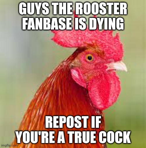 The entire stream rn | GUYS THE ROOSTER FANBASE IS DYING; REPOST IF YOU'RE A TRUE COCK | image tagged in rooster | made w/ Imgflip meme maker