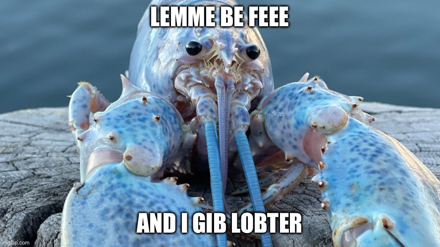 Blue Lobster | LEMME BE FEEE AND I GIB LOBTER | image tagged in blue lobster | made w/ Imgflip meme maker