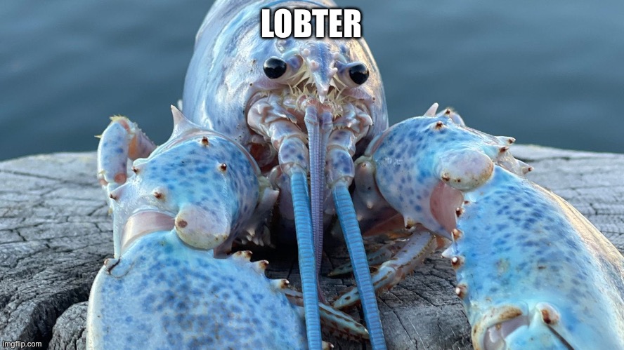 Blue Lobster | LOBTER | image tagged in blue lobster | made w/ Imgflip meme maker
