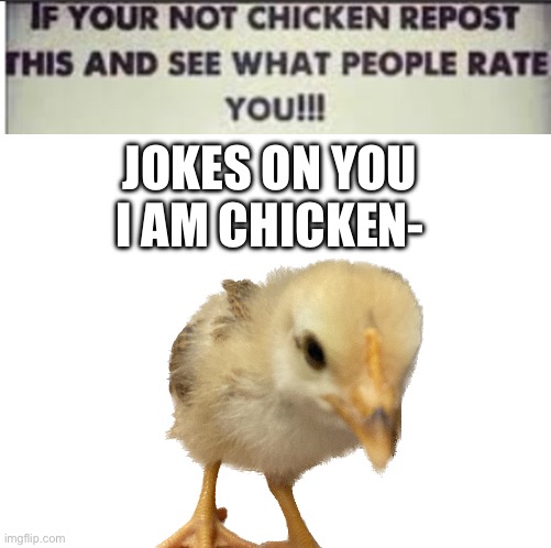 Lmao chicken | JOKES ON YOU I AM CHICKEN- | image tagged in chicken | made w/ Imgflip meme maker