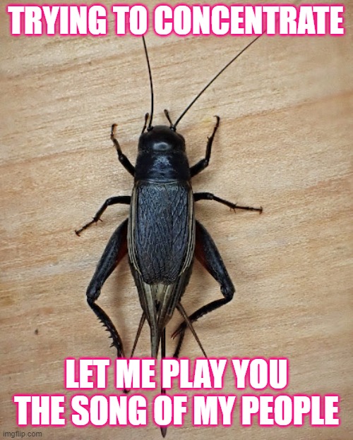 Cricket's Song | TRYING TO CONCENTRATE; LET ME PLAY YOU THE SONG OF MY PEOPLE | image tagged in cricket,crickets,annoying,funny | made w/ Imgflip meme maker