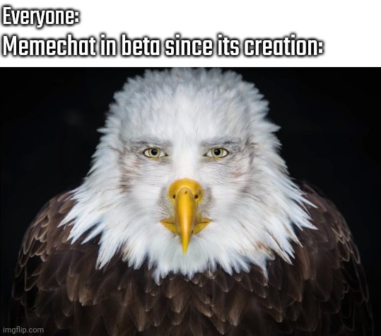 Bald Eagle Stare | Everyone:; Memechat in beta since its creation: | image tagged in bald eagle stare | made w/ Imgflip meme maker