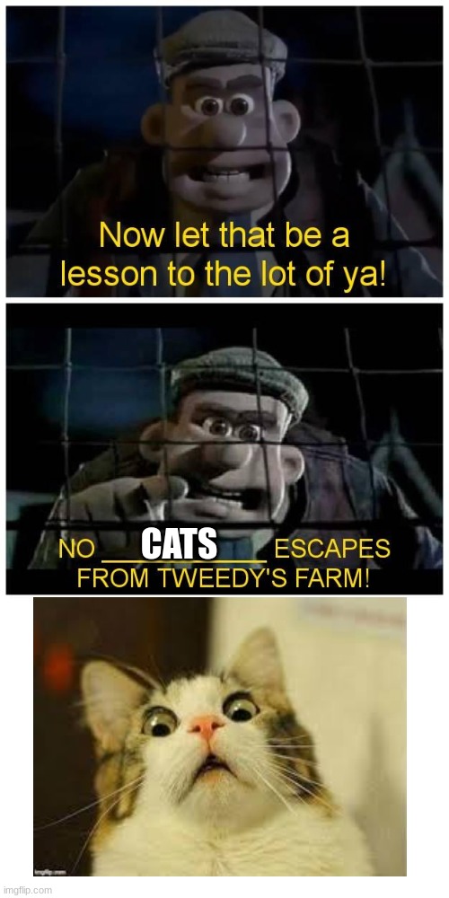 This template could work | CATS | image tagged in chicken run | made w/ Imgflip meme maker